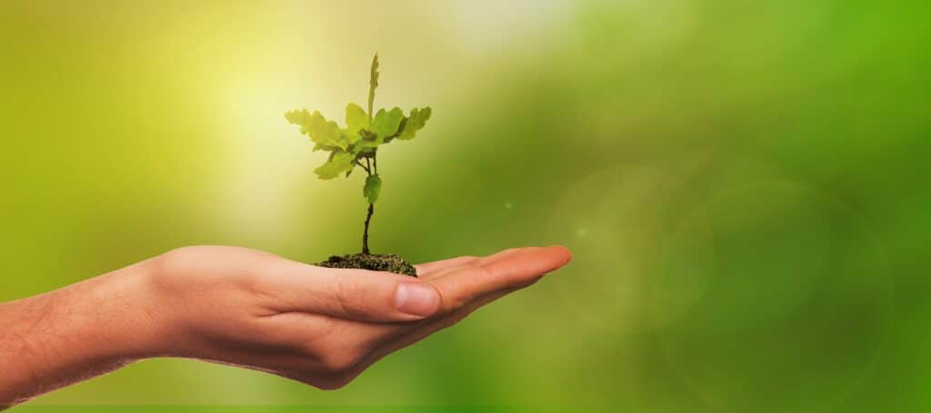 Main tenant une jeune pousse d'arbre : croissance et écologie Main protectrice tenant une jeune pousse de chêne en pleine croissance, sur un fond vert éclatant et ensoleillé.